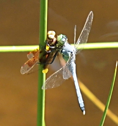 [Side view of the two dragonflies. The pondhawk has its legs around the body of the amberwing as he holds onto a vertical stock of grass. There are light and dark sections on the amberwing's wings which is the indication this was a female. The amberwing's wings are free and her body is arched such that her head is pulled away from the pondhawk's head. It appears he has not yet bit her.]